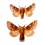 Small Eggar Moth Eriogaster lanestris TEN cocoons SPECIAL PRICE!